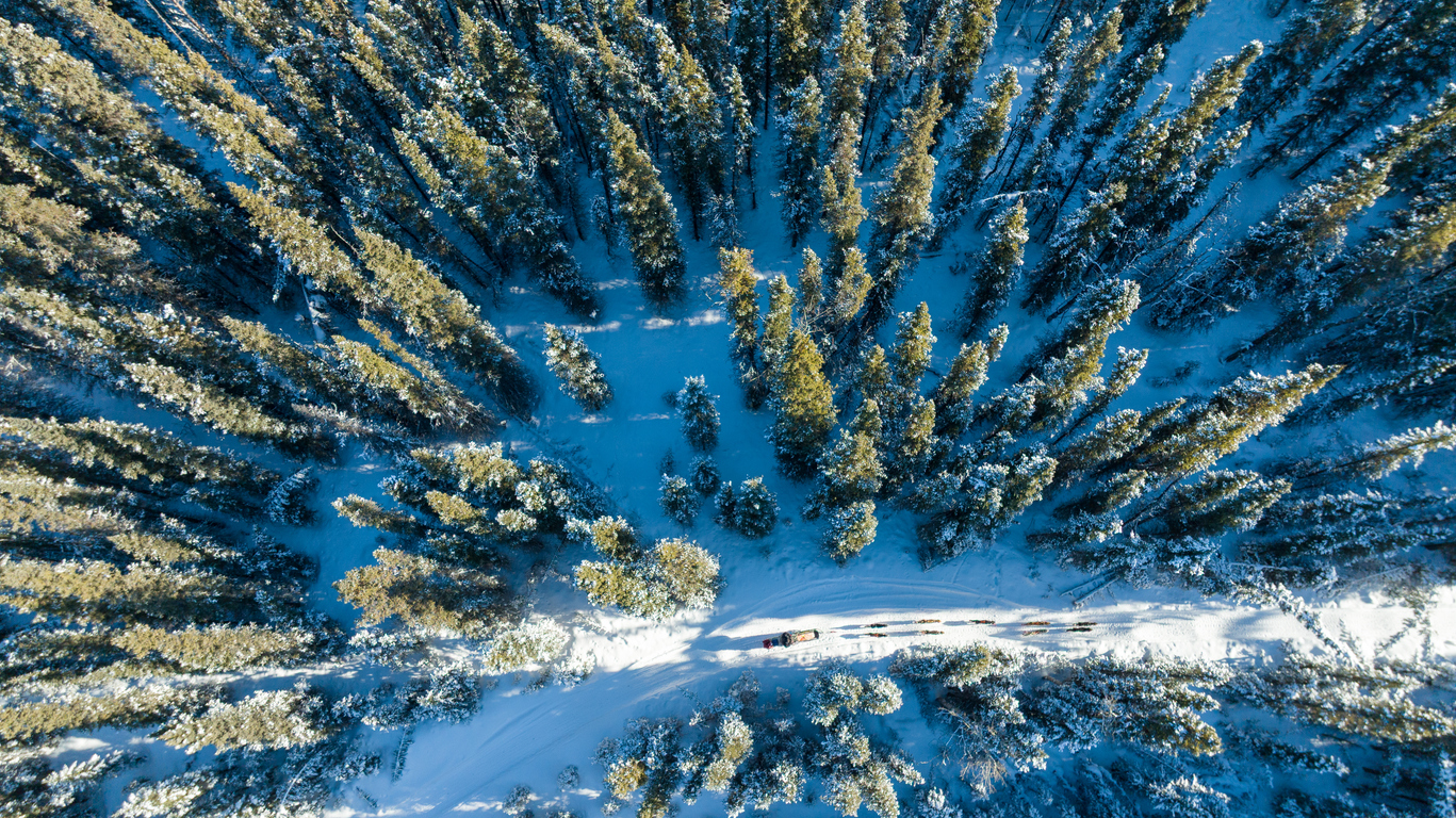 Drone aerial view of a winter trail with a dog sled winding through dense evergreen forest in Yukon