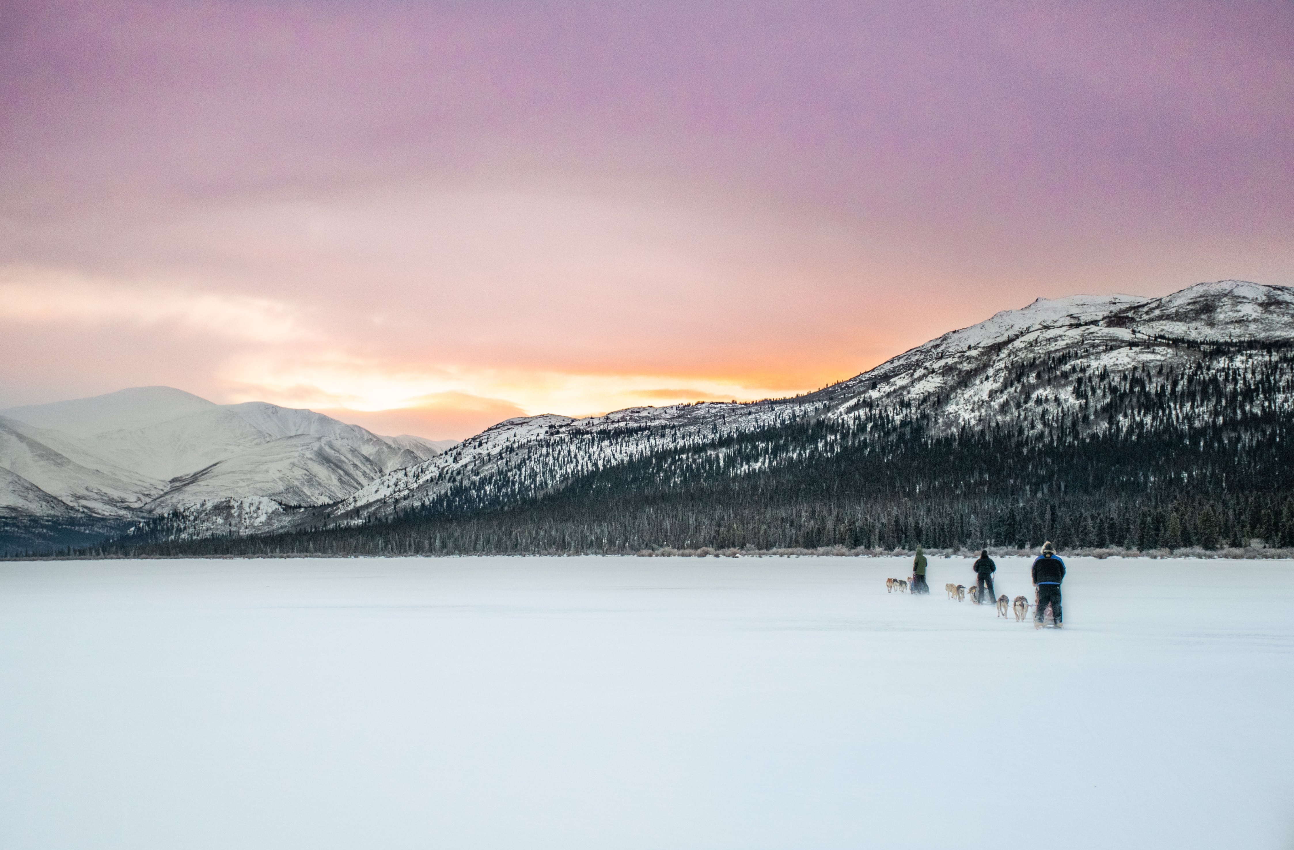 Dogsledding in Yukon