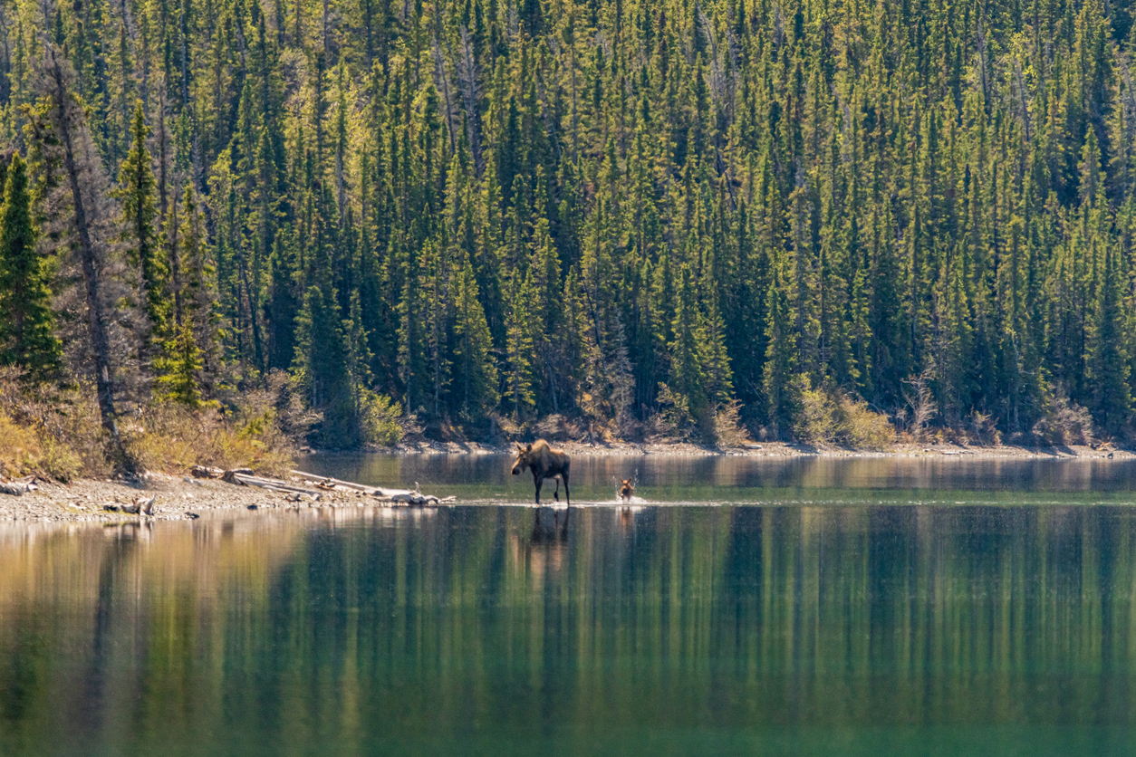 A mother moose and young calf at Kathleen Lake in Yukon